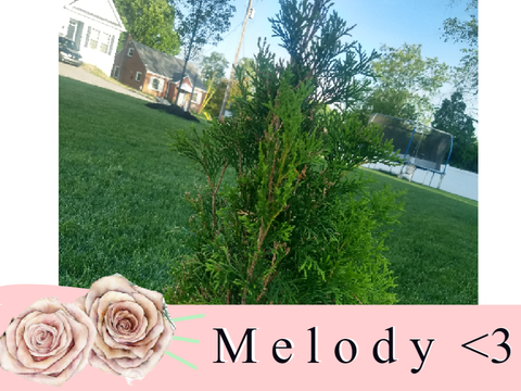 ➷⁕ meet, melody!