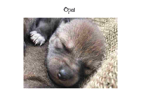 Meet Opal