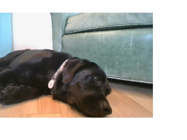 Mi doggo sleeping