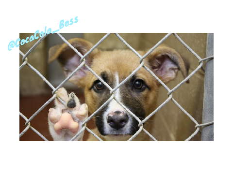 Sign If You Want To Make Animal Abuse Stop