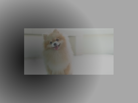 Music & cute pics of dogs
