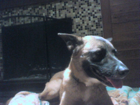 my dog Phoenix