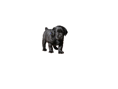 In getting a puppy today