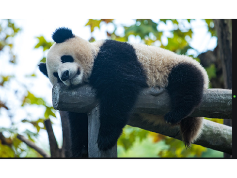 Panda Rap Song