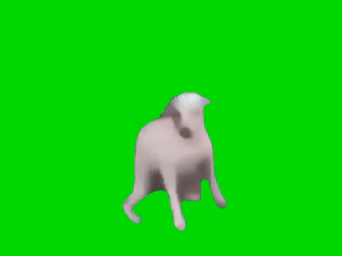 Dogs when you put on their leash