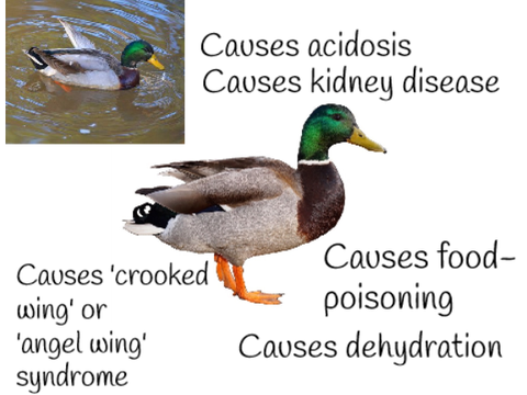 BREAD KILLS BIRDS!!!!!