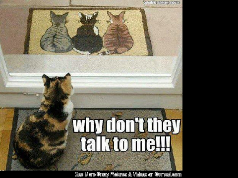 Funny Animal Memes remix