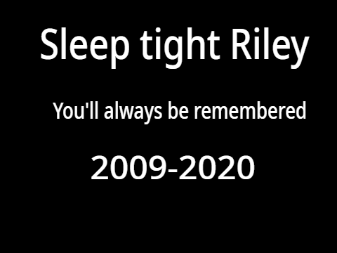 Riley, A Dog 2009-2020