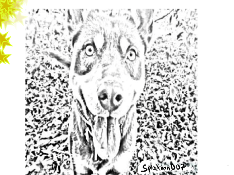 My drawing of @Wolf_Sliver Dog