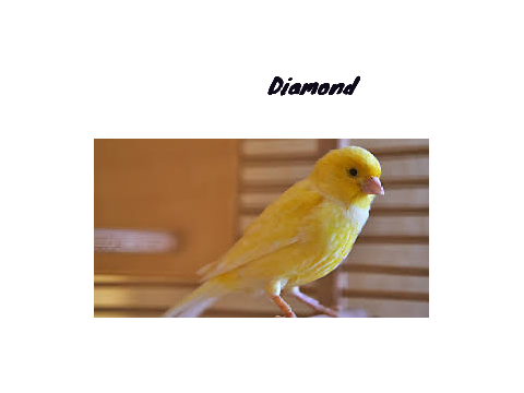 Animals on Ramirez Family Adoption and Boarding Center RP