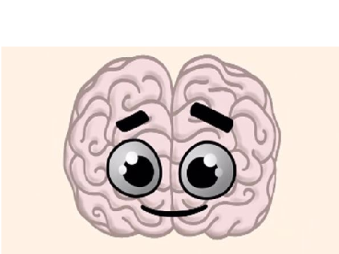 ANIMATION N1 LE CERVEAU