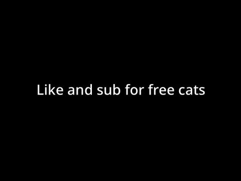 It’s raining cats