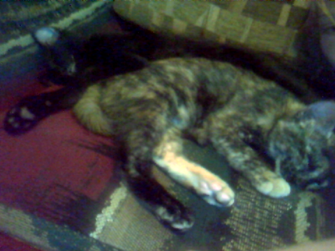 Lenny And Layla Sleeping! - CUTENESS OVERLOAD