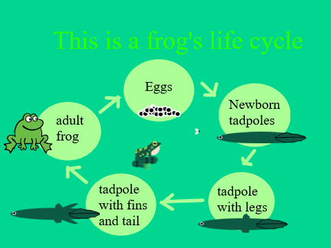 Frog Life Cycle school project