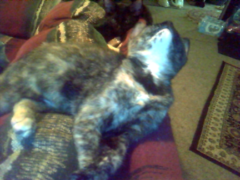 Kitties Take Turns Posing For Camera! (L&L)