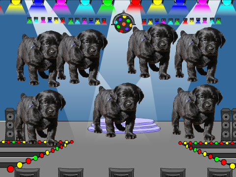 dancing dogs
