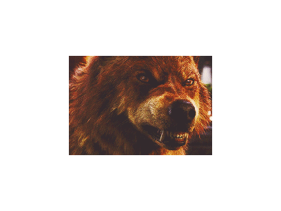 Hannah Copley in wolf form