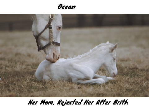 My Horse Ocs