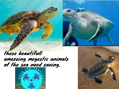 save the turtals