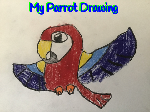 My Parrot Drawing