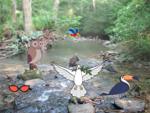 bird watching 