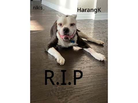 My doggo  remix