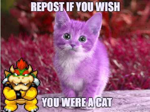 Repost If You Wish You Were A Cat!!!!!!!