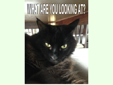 New Meme: Angry Kitty! 1st