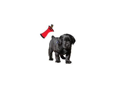 puppy must eat