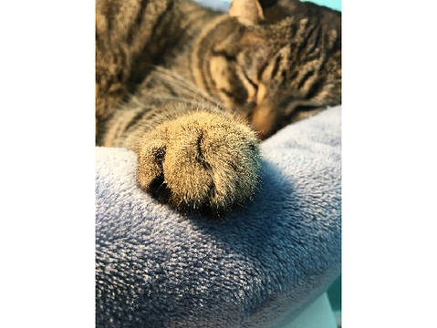My Cats (UPDATED)