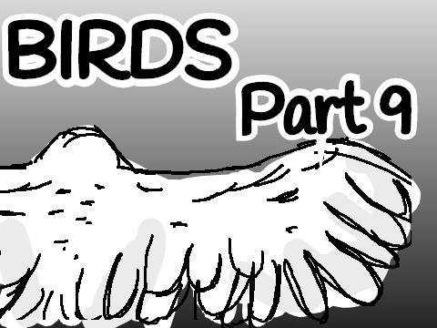Birds - Part 9