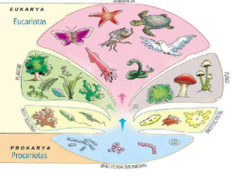 Reinos de los seres vivos/Living beings’ kingdoms