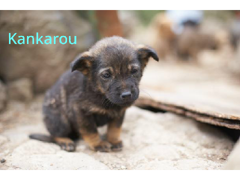 Sign if you are Against Animal Cruelty