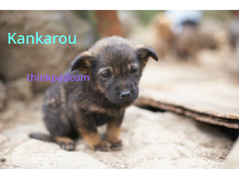 Sign if you are Against Animal Cruelty remix