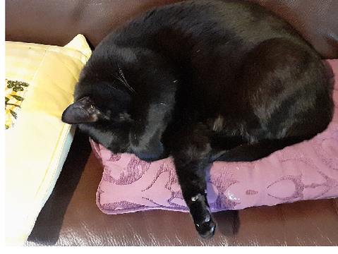 My cat being cute lol
