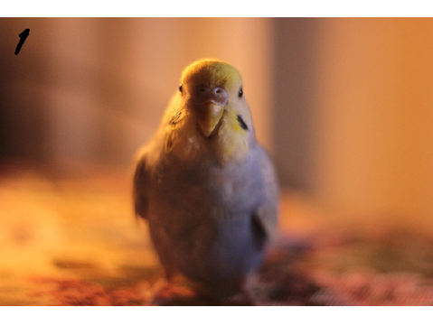 My Budgie Benji