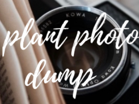 plant photo dump ˊˎ-