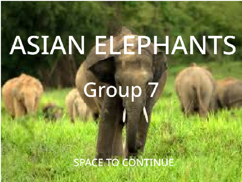 Group 7 - Asian Elephants