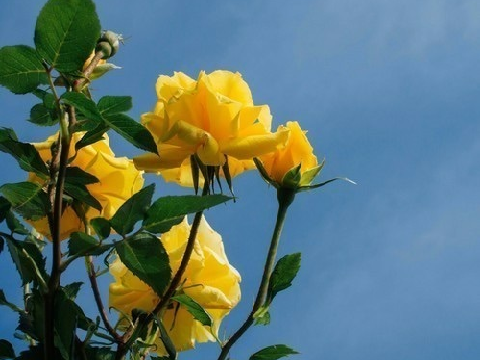 "yellow