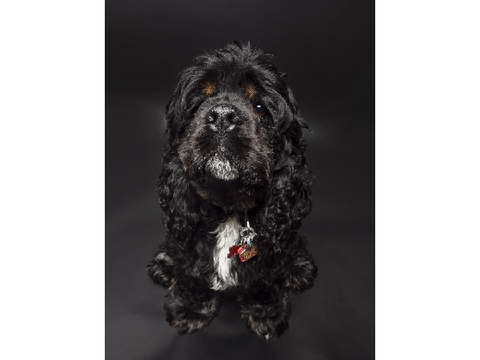My Dog's Account