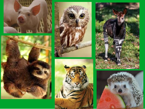 *Updated* Zoo Adoption! (Game)