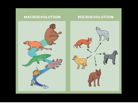 Macroevolution, Microevolution