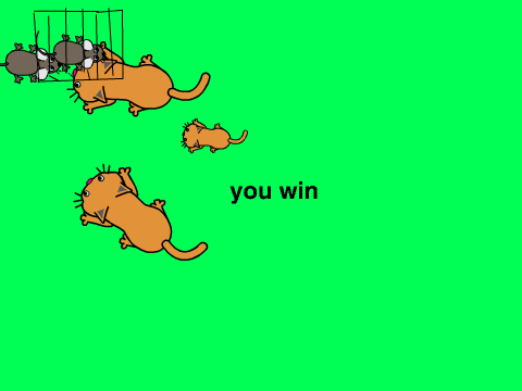 cat chase!