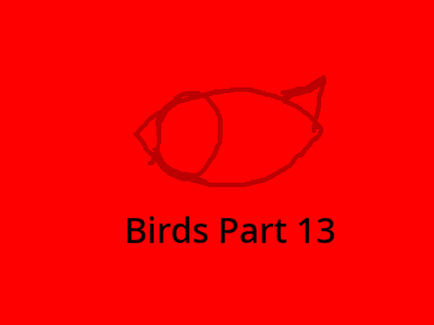 Birds - 13