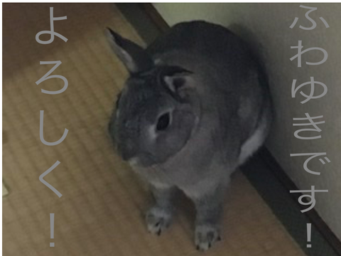 ふわゆきちゃん（ウサギのペット）