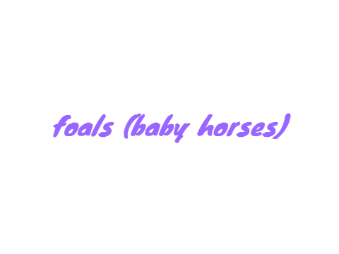 foals(baby horses)