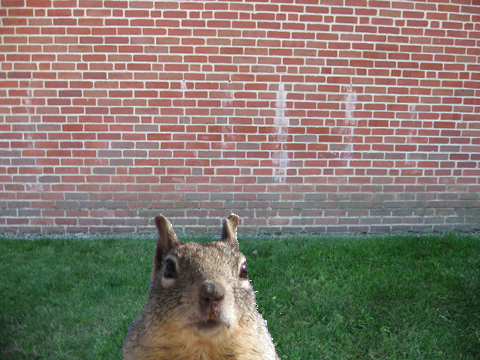 Squirrel! weird and short remix