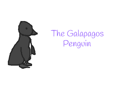 The Galapagos Penguin - MAP part