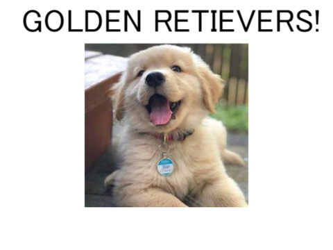 My puppy classroom! Episode 1: Golden retrievers!