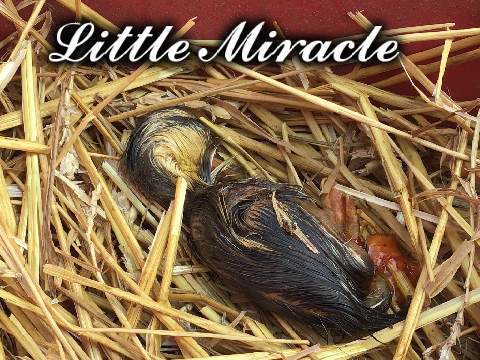  ♥ Little Miracle ♥ (READ DESC)